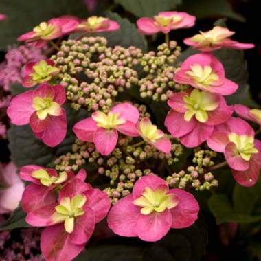 hydrangea serrata tuff stuff red